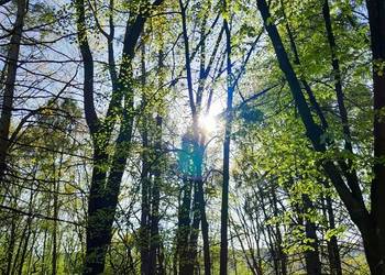 Mentoring Zen & Wsparcie Duchowe | Reiki na odległość (Roz