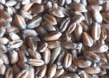 Pszenica i jęczmień Pszenica i jęczmień