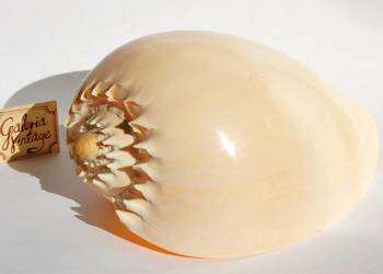 Duża muszla morska Melo aethiopicus, 17,5 cm, marynistyka
