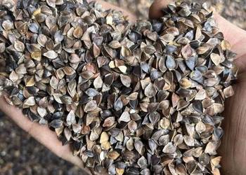 Gryka nasiona miododajna ekologiczna gotowa do siewu ekoschemat