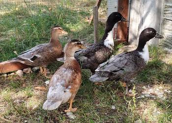Kaczki, kaczuszki call duck i francuskie (piżmowe)