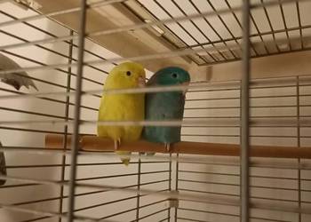 Sprzedam papugi Wrubliczki