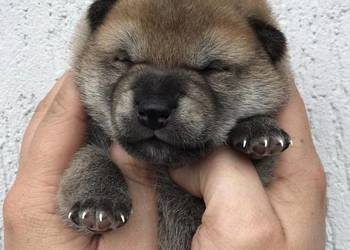 Szczeniak Shiba Inu odbiór listopad 2024 ZKwP/FCI