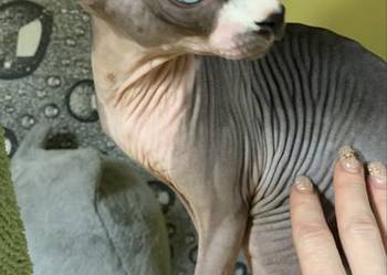 Sfinks Kanadyjski. Do odbioru koteczką. Rodowód.