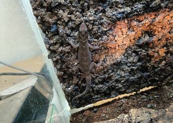 Gekon ulikowskiego (Gekko badenii)