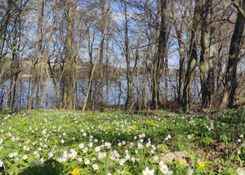 ? Wyjątkowa działka rekreacyjna blisko jeziora | Radzynek, gm. Brzuze ?