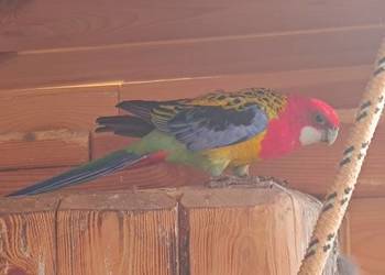 Papuga rozella samiec