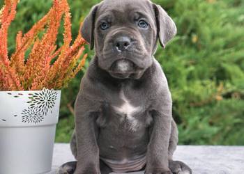 Szczeniaki Cane Corso ZKwP FCI