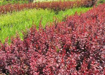 Czerwony żywopłot obronny. Kolczasty, kłujący, kwitnący berberys Thunberga.