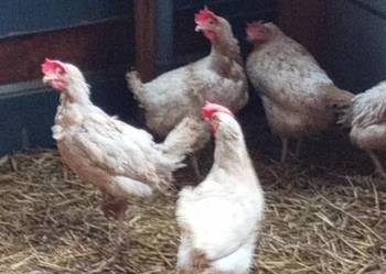 Sprzedam kury z jajkiem