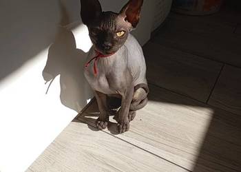 Kotka sfinks kanadyjski