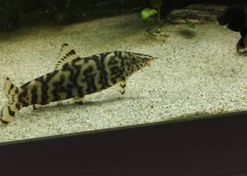 Bocja siatkowana xl, ryby akwariowe, rybki akwarium