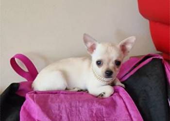 Chihuahua śliczny kremowo biały piesek Apollo