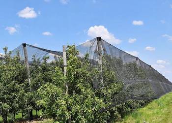 Siatka Ochronna Dla Drzew Roślin Kwiatów Przed Ptakami