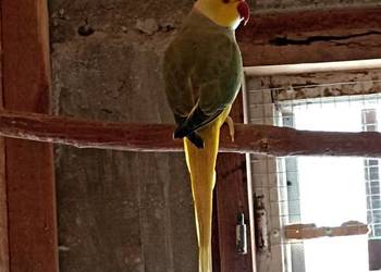 Sprzedam aleksandrettę