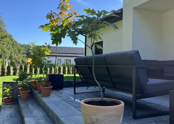 Sprzedam dęby czerwone 9, 19 i 29 zł