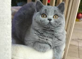 Śliczna koteczka Zuri Rodowód Międzynarodowy