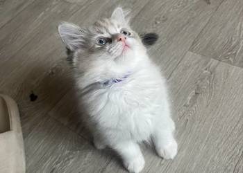 Kotki ragdoll