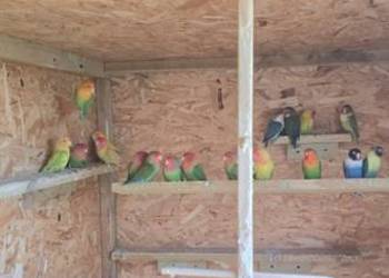 Papugi nierozłączki