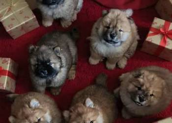 Chow-chow Szczeniaki  FCI