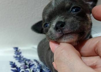 Niebieska  Ziawjskowa Dziewczynka Chihuahua