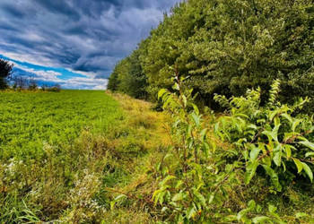 Drygały – piękna działka 1,4 ha w otoczeniu lasów i natury