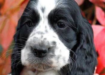 Cocker Spaniel Angielski