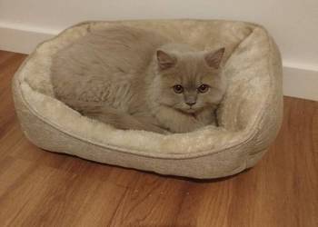 Kotka brytyjska długowłosa rodowód