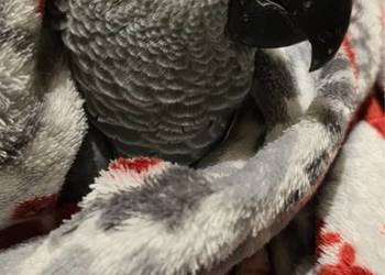 Żako ręcznie karmiony