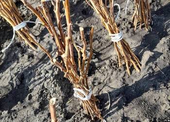 Sprzedam sadzonki maliny czerwonej i żółtej.