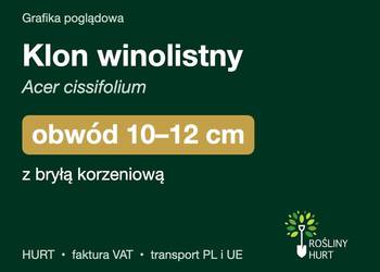 Klon winolistny (Acer cissifolium) obwód 10-12 cm, z bryłą – HURT