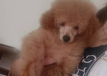 Pudel Toy chlopchik z dokuments FCI