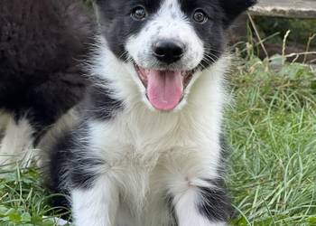 Border Collie-piękne szczenięta