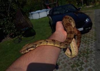 Boa constrictor razem z terrarium
