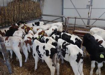 Sprzedam byczki mięsne