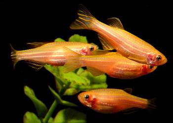 Danio pręgowany odmiana GOLD - Brachydanio zebra - Pręgowane