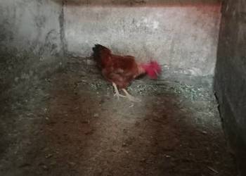 Kosowski długo piejący gołoszyjka