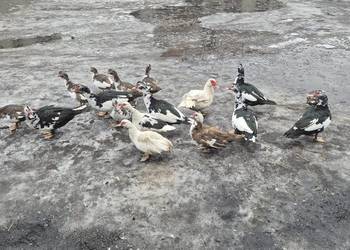 Kaczki piżmowe francuskie