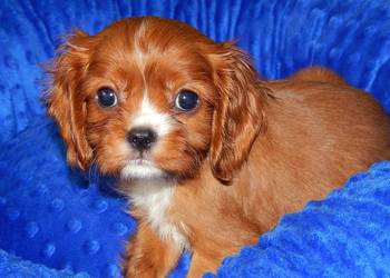 *** Cavalier King Charles Spaniel Chłopczyk Ruby ***