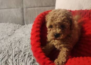 Pudelki toy /miniatura szczenięta koniec grudnia odbiór