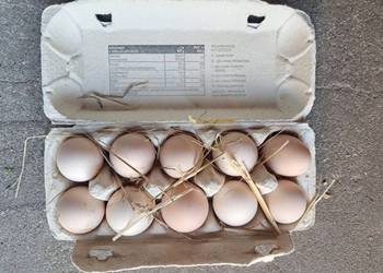 Jajka  jajka wiejskie