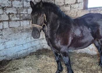 Sprzedam spokojna kara