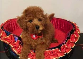 Pudel Toy, Miniaturka śliczny i zdrowy pudelek red Toffik