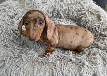 Jamnik Dackel dachshund choco merle