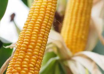 Nasiona kukurydzy Brevant P8902