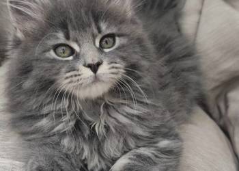 Maine coon do rezerwacji odbior lipiec
