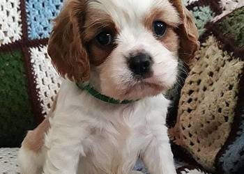 Chłopczyk Cavalier king charles spaniel