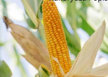 Nasiona kukurydzy SM Popis  fao 270