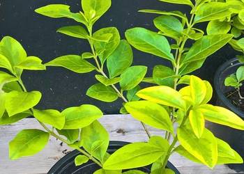 Ligusrt Aurea Variegata.