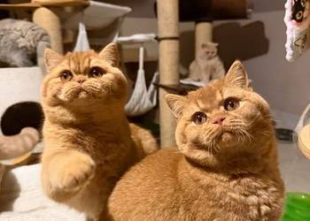 Piękny rudy kocurek z legalnej hodowli Perła Południa